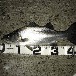 やっぱりセイゴ…