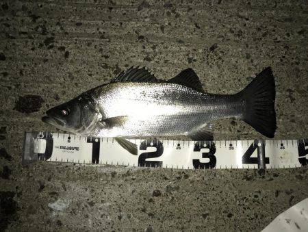 やっぱりセイゴ…