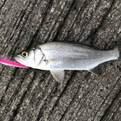 夕方はミニセイゴ！