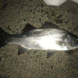 今夜もセイゴ！