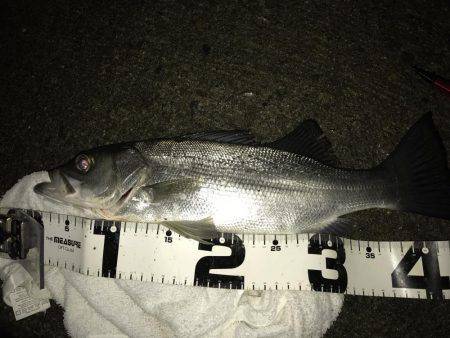 チョット変わった顔