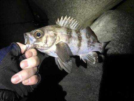 仕事帰りにメバリング