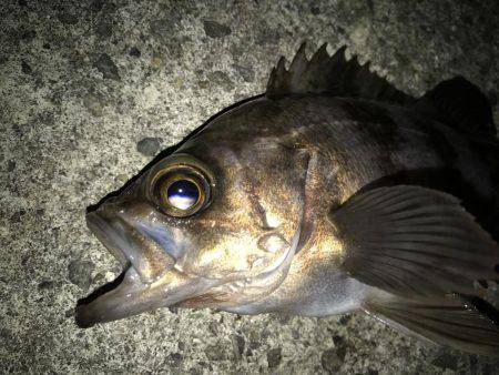 プラグで良型メバル！