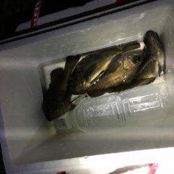 活性は高いが小さい