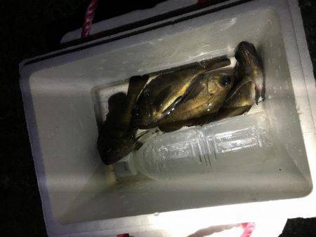 活性は高いが小さい