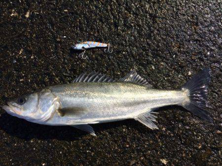 ピカピカの魚体