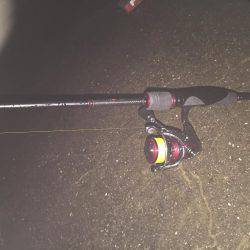 初めてのメバル プラッキング。