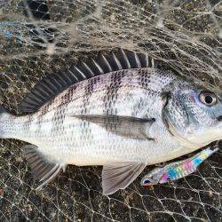 釣り上げるまでわからんなぁ。
