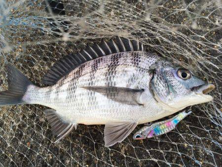釣り上げるまでわからんなぁ。