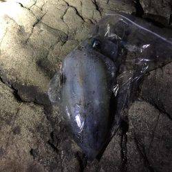 粘ってやっと！！