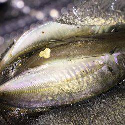 串本のアジング