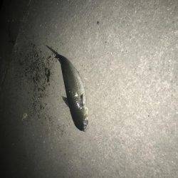 シーバスからのメバリング