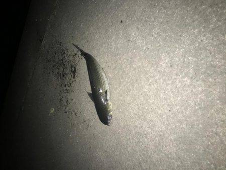 シーバスからのメバリング