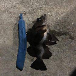 自作キャロで粘りました