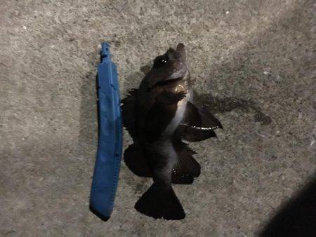 自作キャロで粘りました