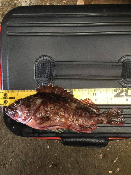 まずまずの活性