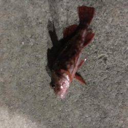 自作キャロのテストだよ