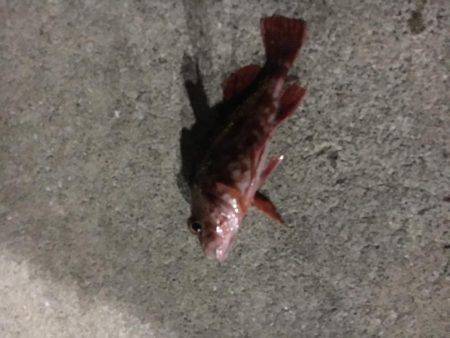 自作キャロのテストだよ