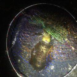 寒い中一晩頑張りました。