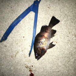 お魚さがしてあっちコッチ