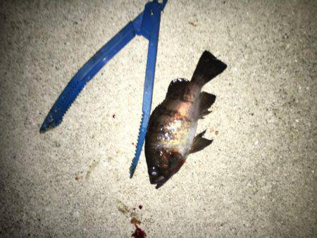 お魚さがしてあっちコッチ