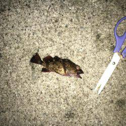 シーバス 初めましたー