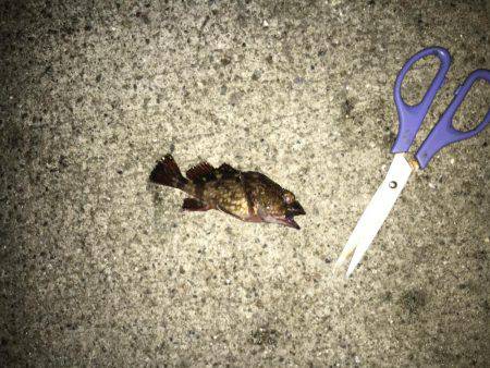 シーバス 初めましたー