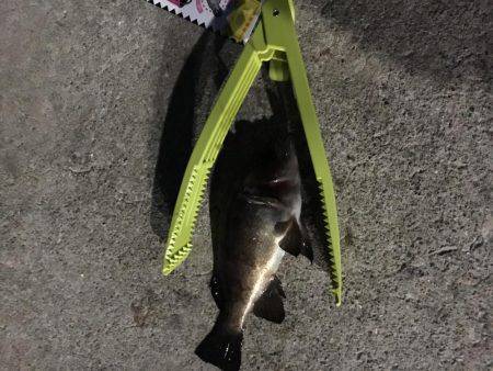 自作キャロがいい感じ