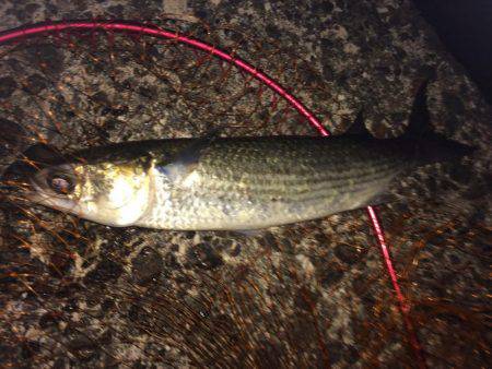 ミサイルみたいなあの子