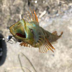 釣れない時は釣れる釣りを