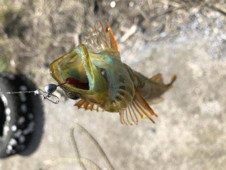釣れない時は釣れる釣りを