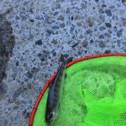 雨でポツポツ釣れました