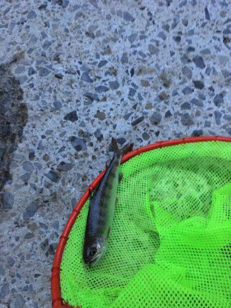 雨でポツポツ釣れました