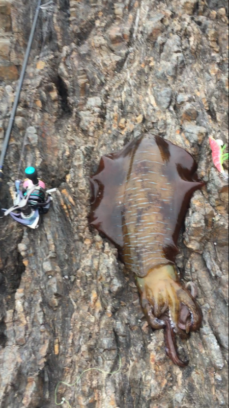 岡山から単身赴任でエギング三昧