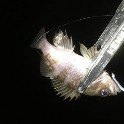 何てシブいんだ！