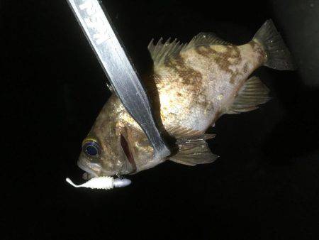 リベンジしかないッ！