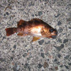 夜メバル釣り