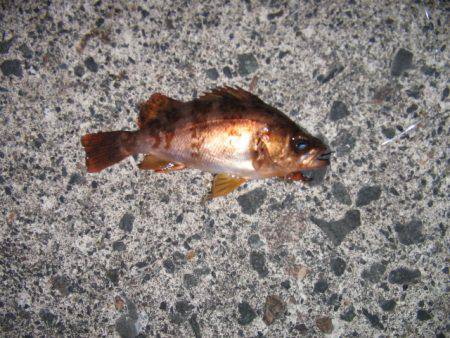 夜メバル釣り