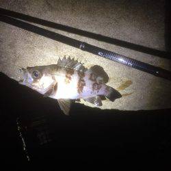 何とかゲット！