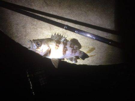 何とかゲット！