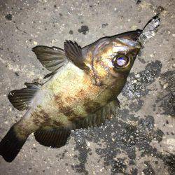 メバリング遠征