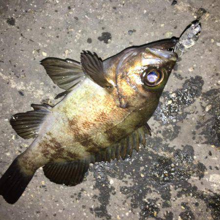 メバリング遠征