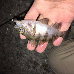 キャスティングメバルサビキング