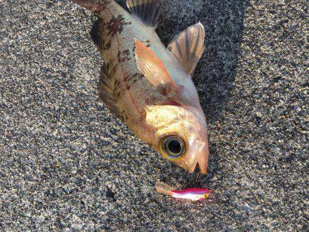 デイメバリング