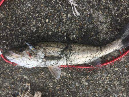 アウェイに出撃