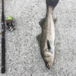 神戸へシーバス