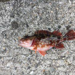 夕方からのタチウオ