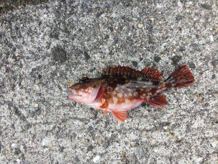 夕方からのタチウオ