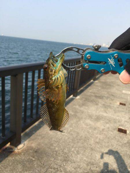 アジュール舞子でメバリング