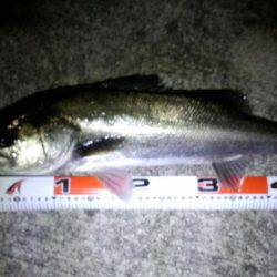 ﾒﾊﾞﾘﾝｸﾞがｼｰﾊﾞｽに